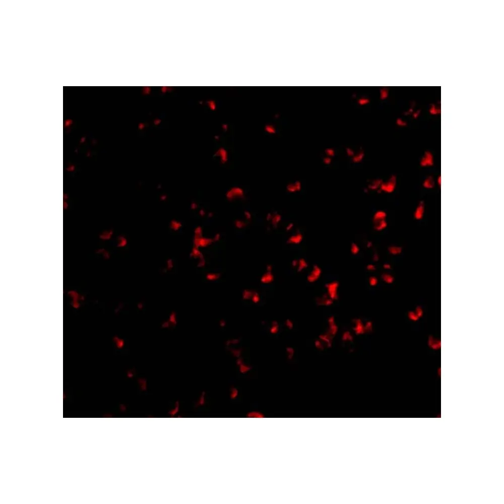 ProSci 2025 IKK alpha Antibody, ProSci, 0.1 mg/Unit Tertiary Image