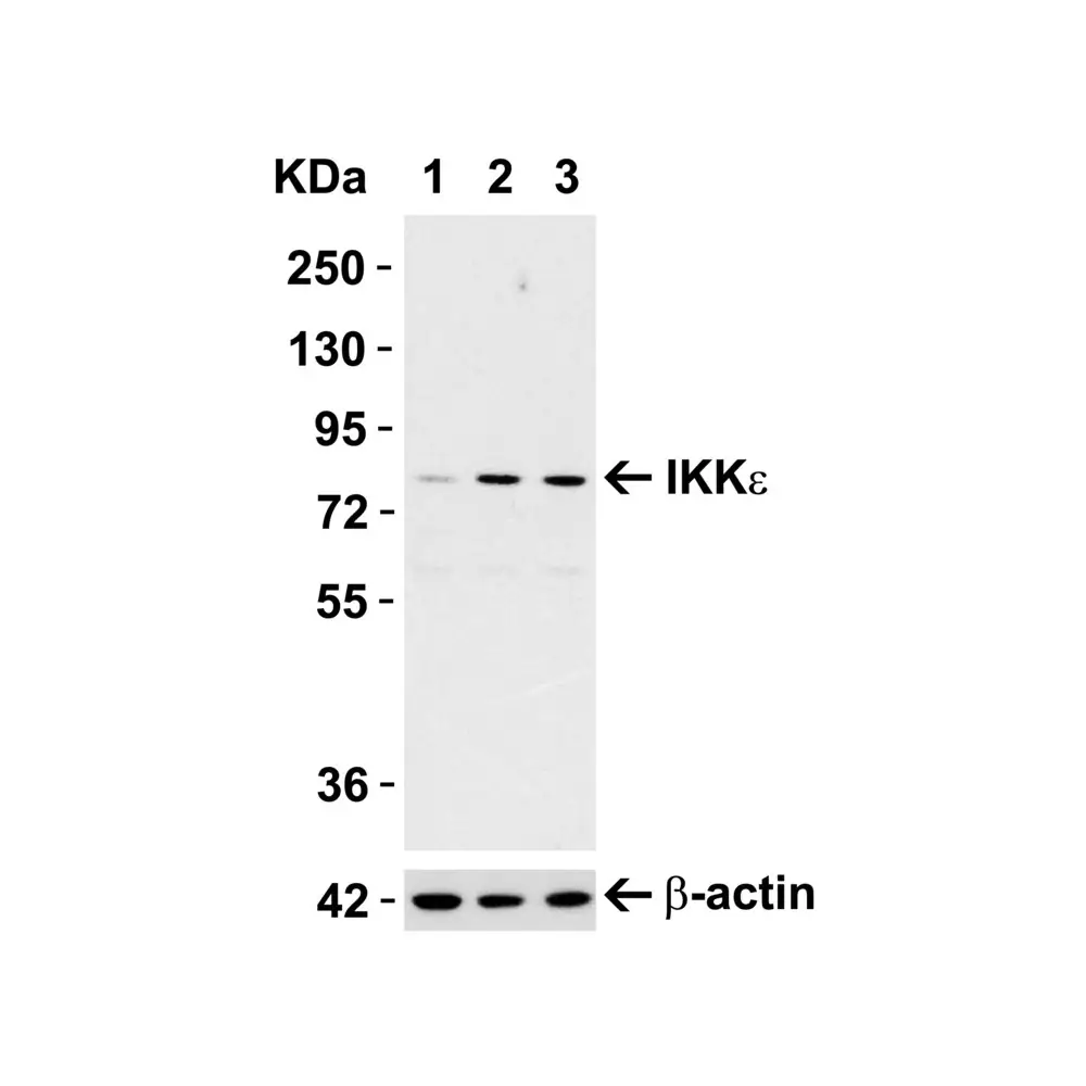 ProSci 2329 IKK epsilon Antibody, ProSci, 0.1 mg/Unit Primary Image