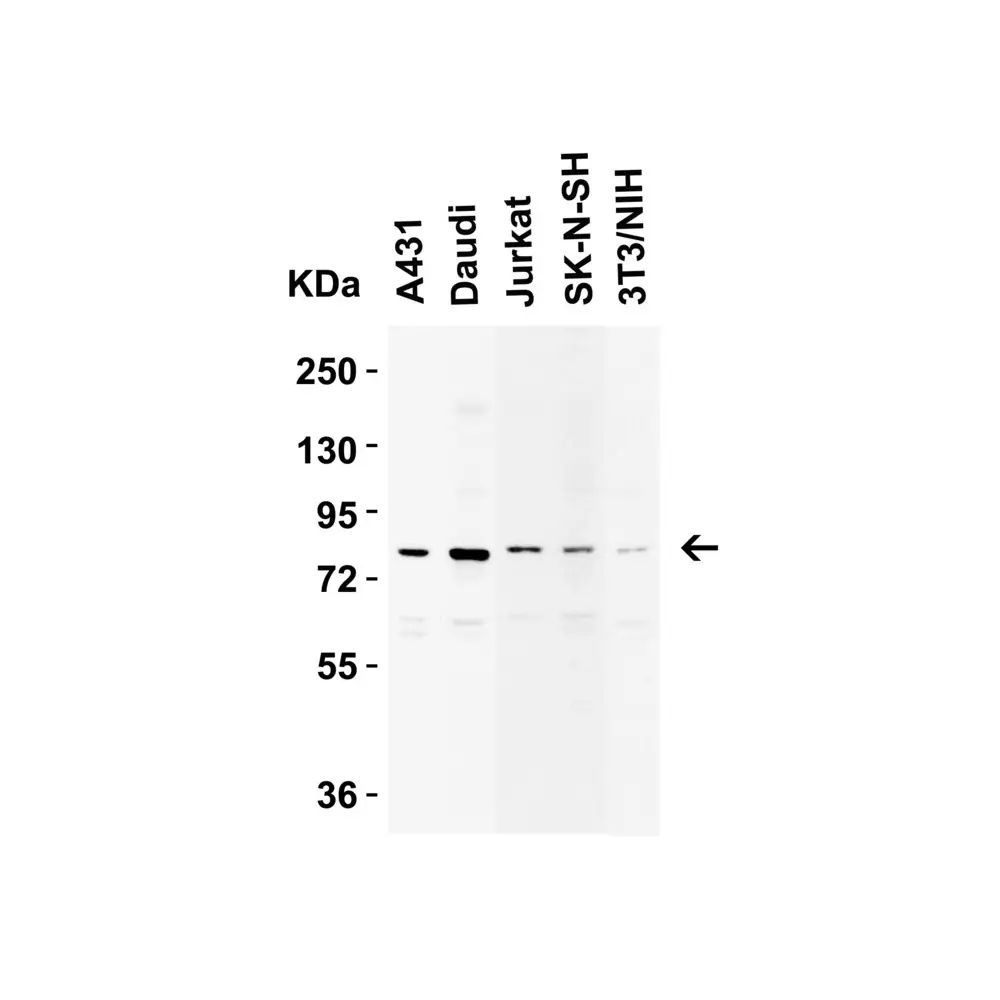 ProSci 2329 IKK epsilon Antibody, ProSci, 0.1 mg/Unit Secondary Image