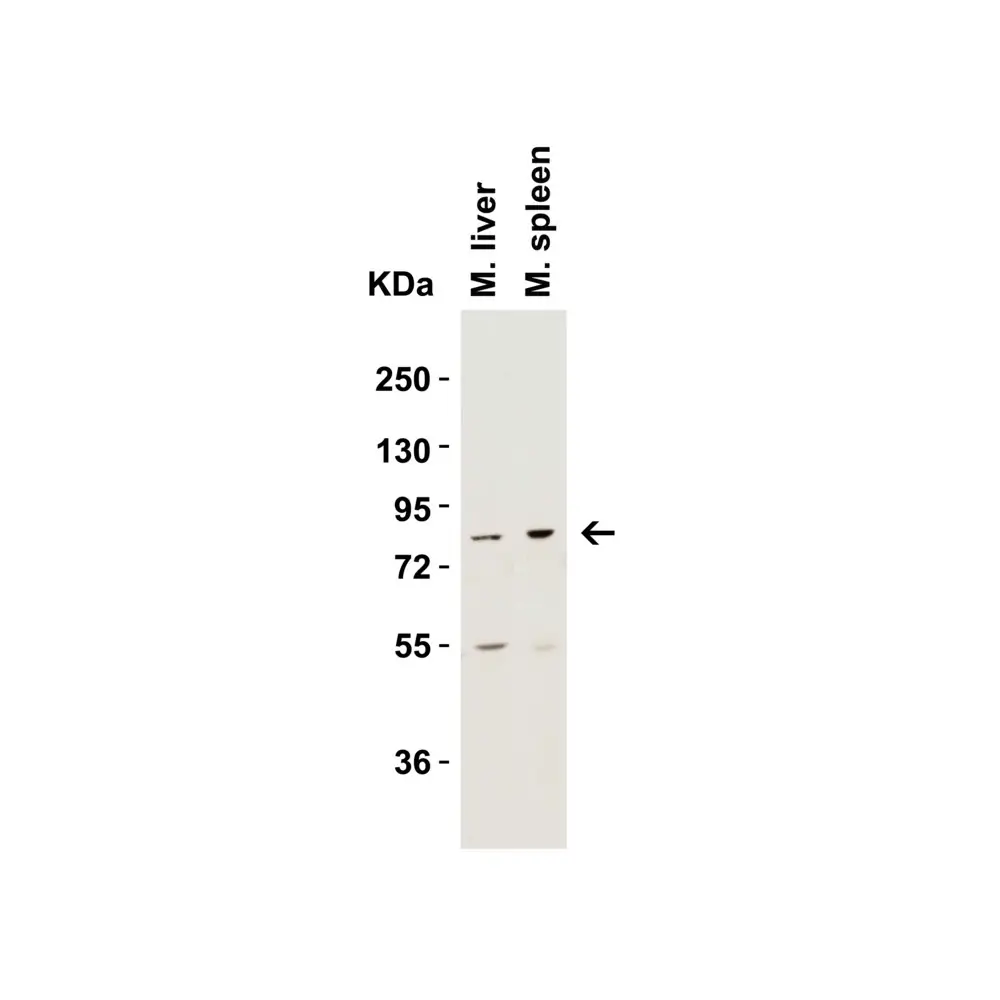 ProSci 2329 IKK epsilon Antibody, ProSci, 0.1 mg/Unit Tertiary Image