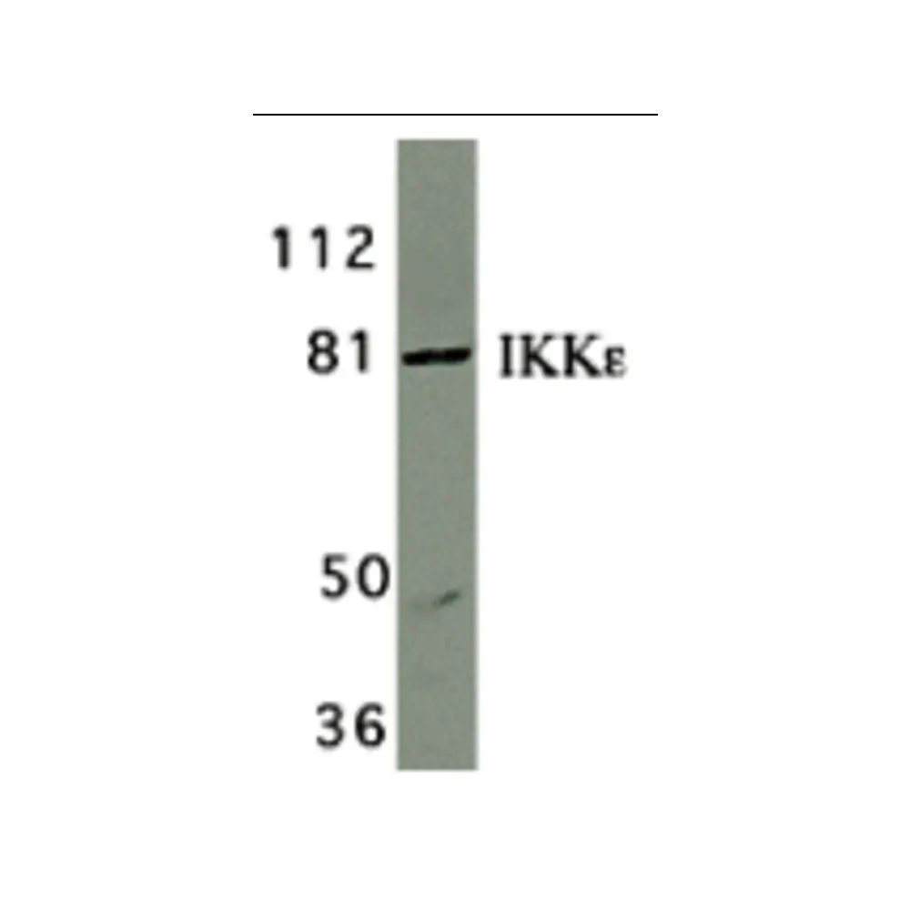 ProSci 2329 IKK epsilon Antibody, ProSci, 0.1 mg/Unit Quaternary Image