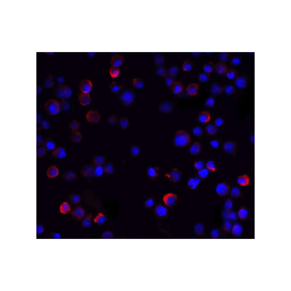 ProSci 2335 IKK gamma Antibody, ProSci, 0.1 mg/Unit Tertiary Image