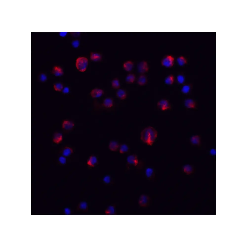 ProSci 8453 IL-11 Antibody, ProSci, 0.1 mg/Unit Tertiary Image