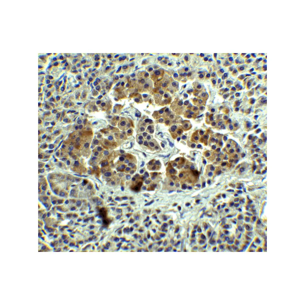ProSci 7497_S IL-12A Antibody, ProSci, 0.02 mg/Unit Secondary Image