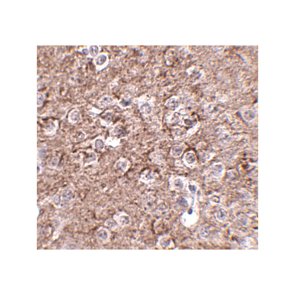 ProSci 4985_S IL-16 Antibody, ProSci, 0.02 mg/Unit Secondary Image