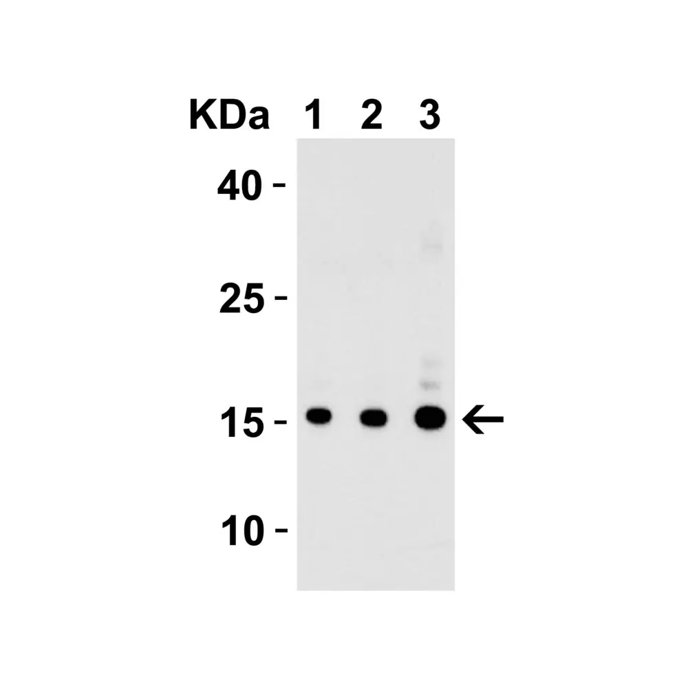 ProSci 4887 IL-17 Antibody, ProSci, 0.1 mg/Unit Primary Image
