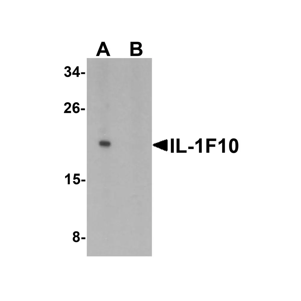 ProSci 7503 IL-1F10 Antibody, ProSci, 0.1 mg/Unit Primary Image