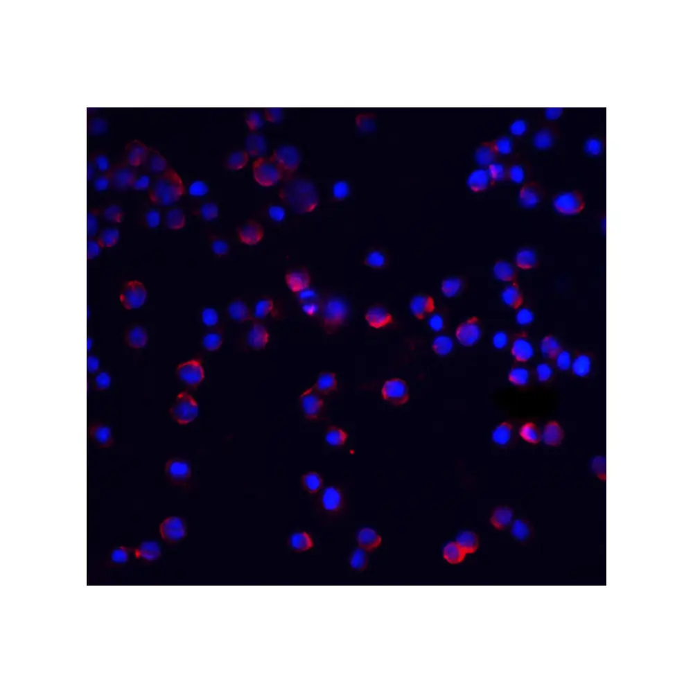 ProSci 2129_S IL-1RAcP Antibody, ProSci, 0.02 mg/Unit Tertiary Image