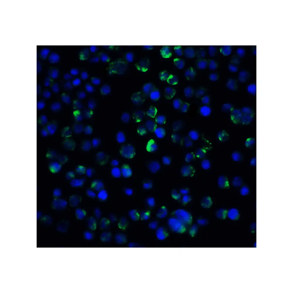 ProSci 2471 IL-21 Receptor Antibody, ProSci, 0.1 mg/Unit Secondary Image