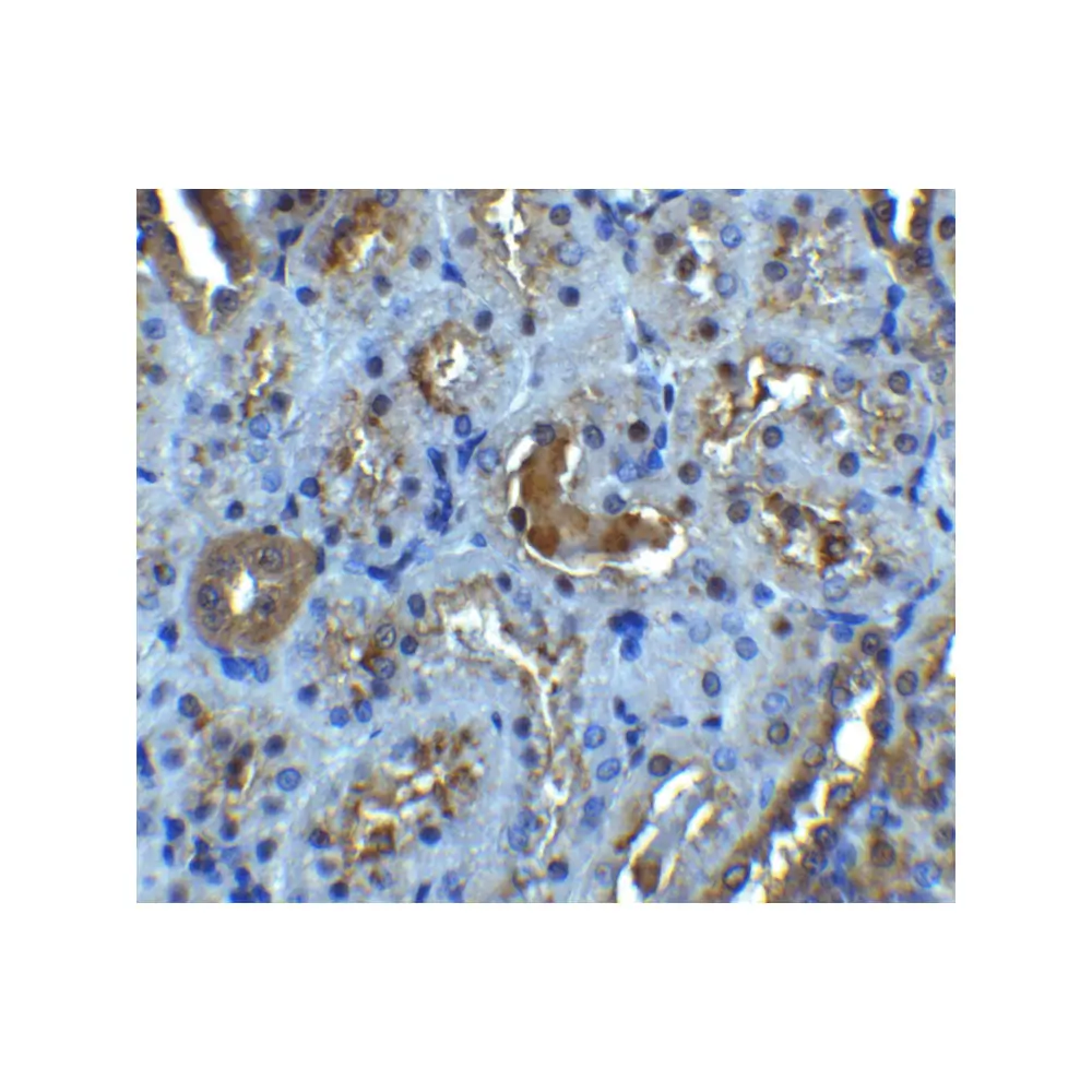 ProSci 2497 IL-22 Receptor Antibody, ProSci, 0.1 mg/Unit Secondary Image