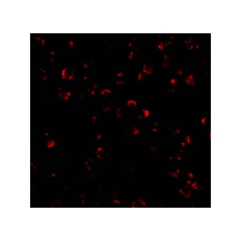 ProSci 3793_S IL-23 Antibody, ProSci, 0.02 mg/Unit Quaternary Image