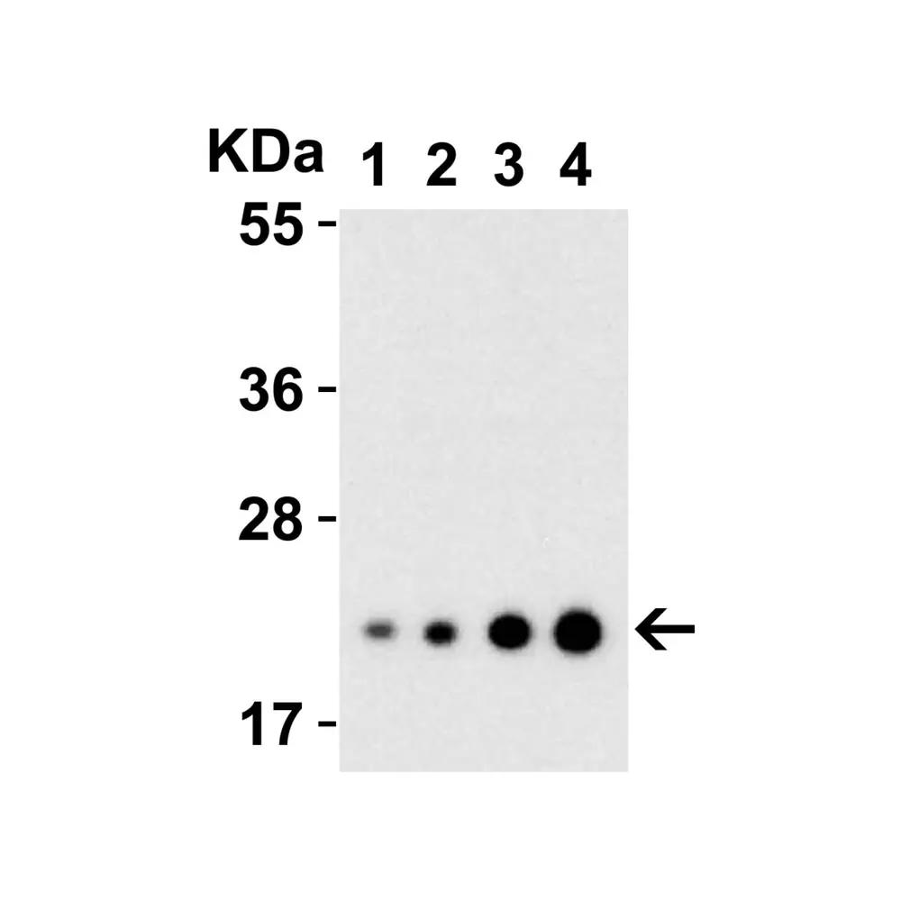 ProSci 3795_S IL-23 Antibody, ProSci, 0.02 mg/Unit Secondary Image