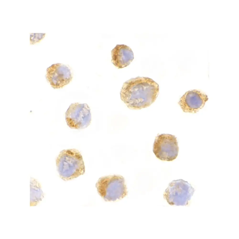 ProSci 3797 IL-27 Antibody, ProSci, 0.1 mg/Unit Quaternary Image