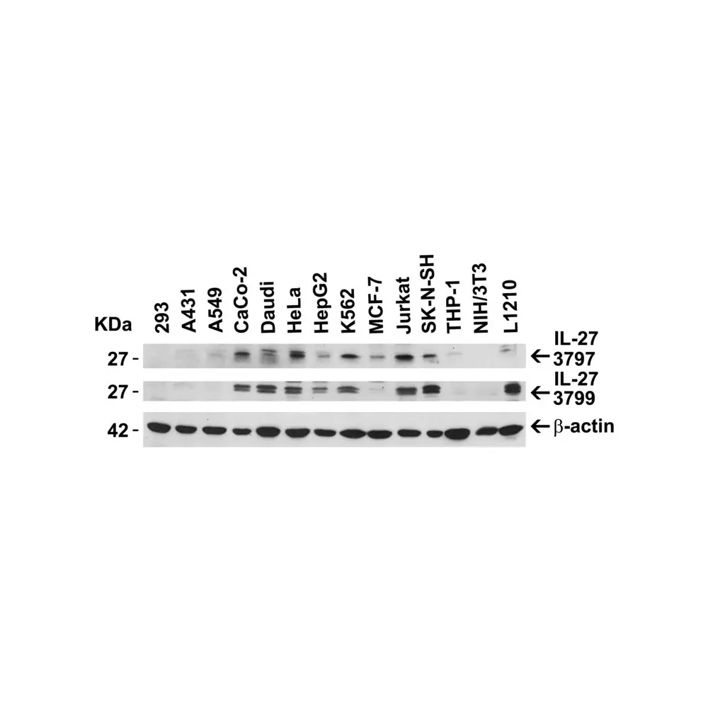 ProSci 3797 IL-27 Antibody, ProSci, 0.1 mg/Unit Secondary Image
