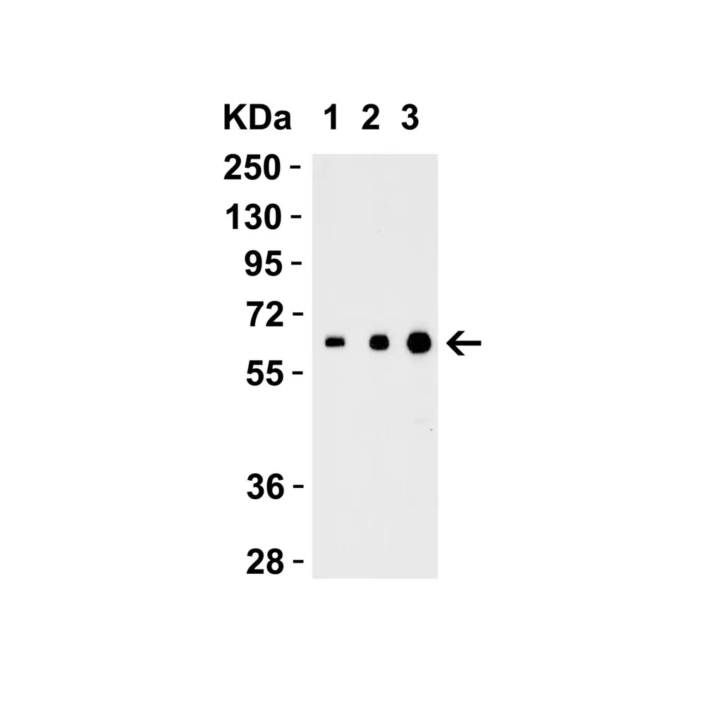 ProSci 3797 IL-27 Antibody, ProSci, 0.1 mg/Unit Tertiary Image