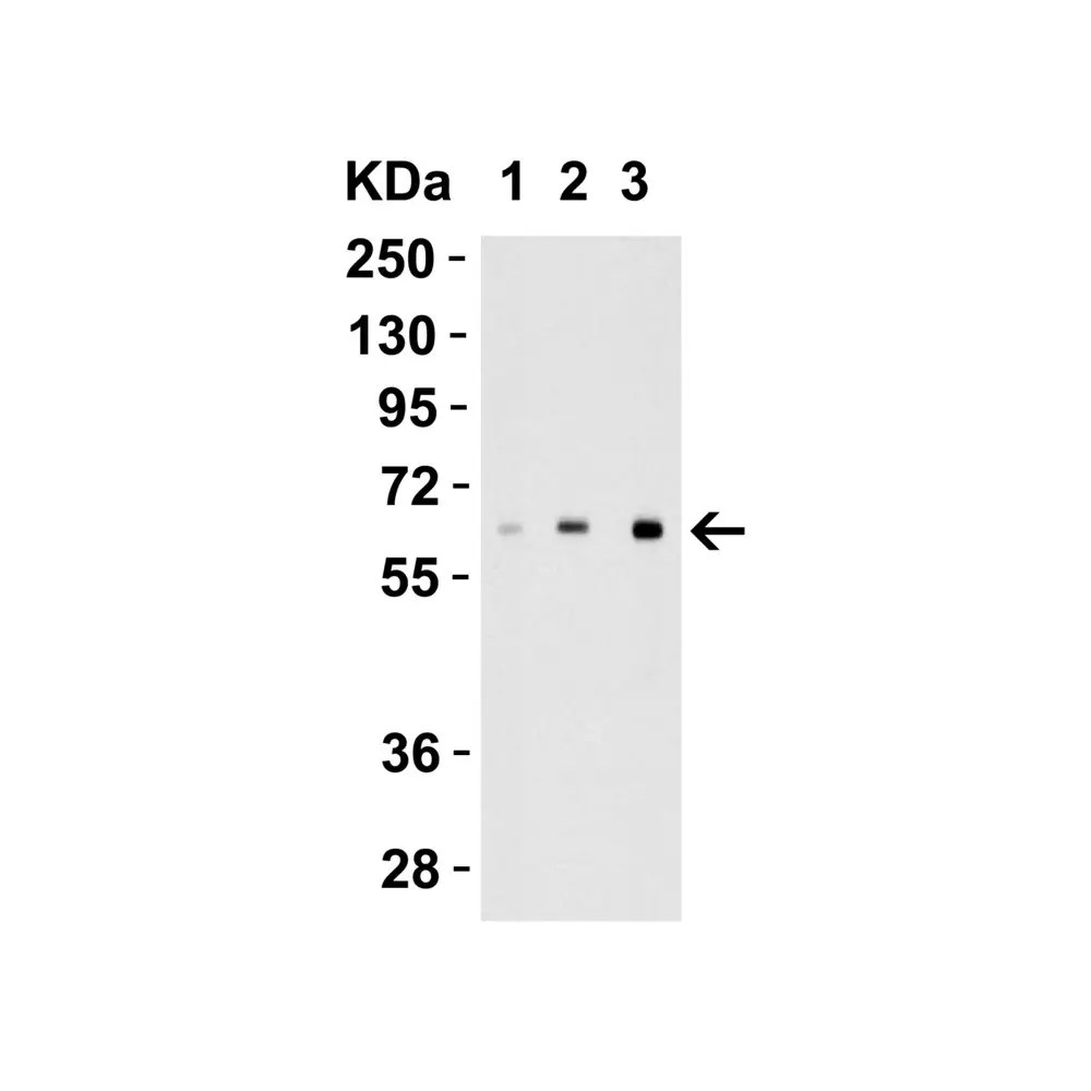 ProSci 3799_S IL-27 Antibody, ProSci, 0.02 mg/Unit Tertiary Image