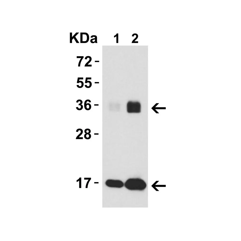ProSci 4273 IL-33 Antibody, ProSci, 0.1 mg/Unit Secondary Image