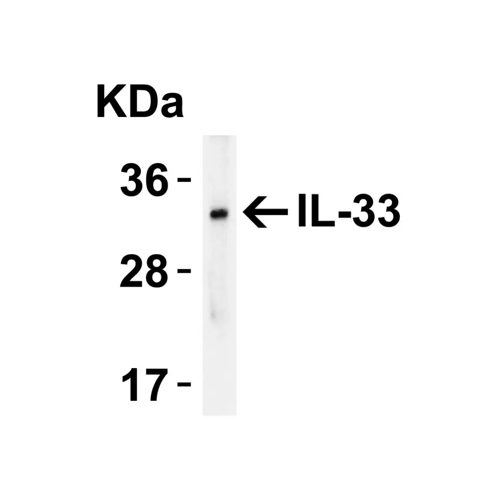 ProSci 4273 IL-33 Antibody, ProSci, 0.1 mg/Unit Tertiary Image