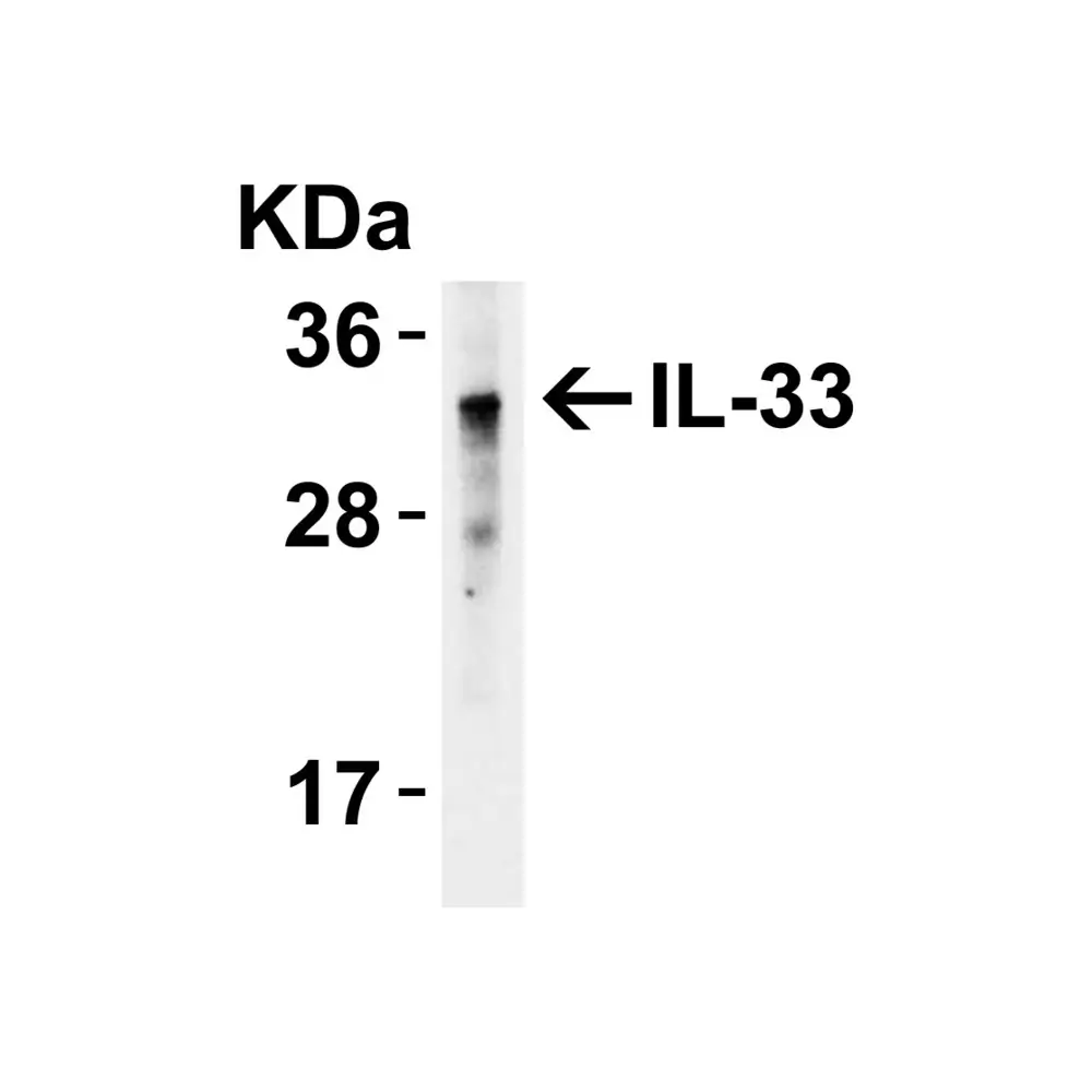 ProSci 4273 IL-33 Antibody, ProSci, 0.1 mg/Unit Quaternary Image
