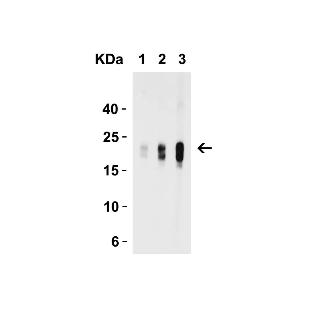 ProSci 7495_S IL-9 Antibody , ProSci, 0.02 mg/Unit Secondary Image