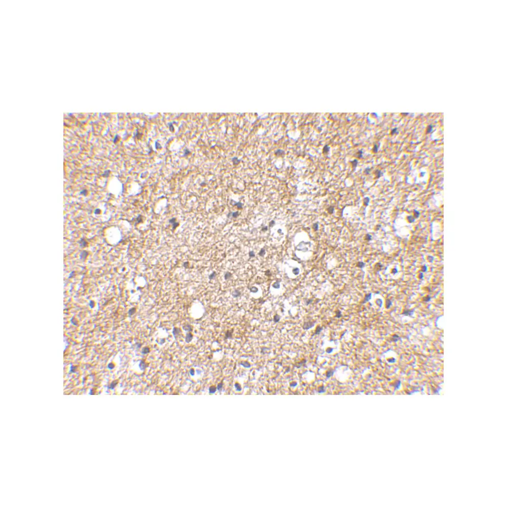 ProSci 4407_S IPR1 Antibody, ProSci, 0.02 mg/Unit Secondary Image
