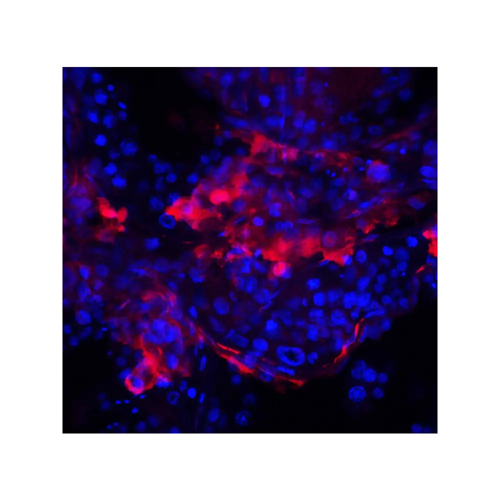 ProSci 8419_S IQCF2 Antibody, ProSci, 0.02 mg/Unit Tertiary Image