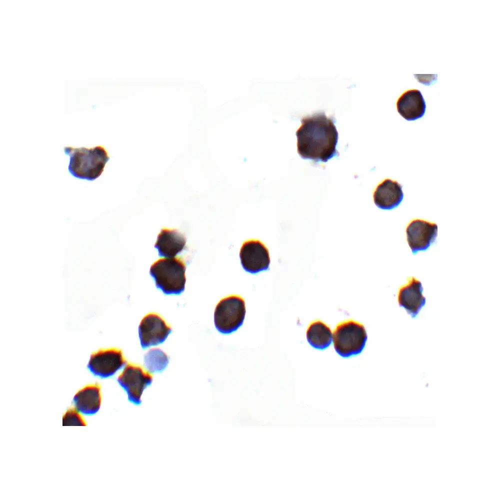 ProSci 8009_S IQSEC1 Antibody, ProSci, 0.02 mg/Unit Secondary Image