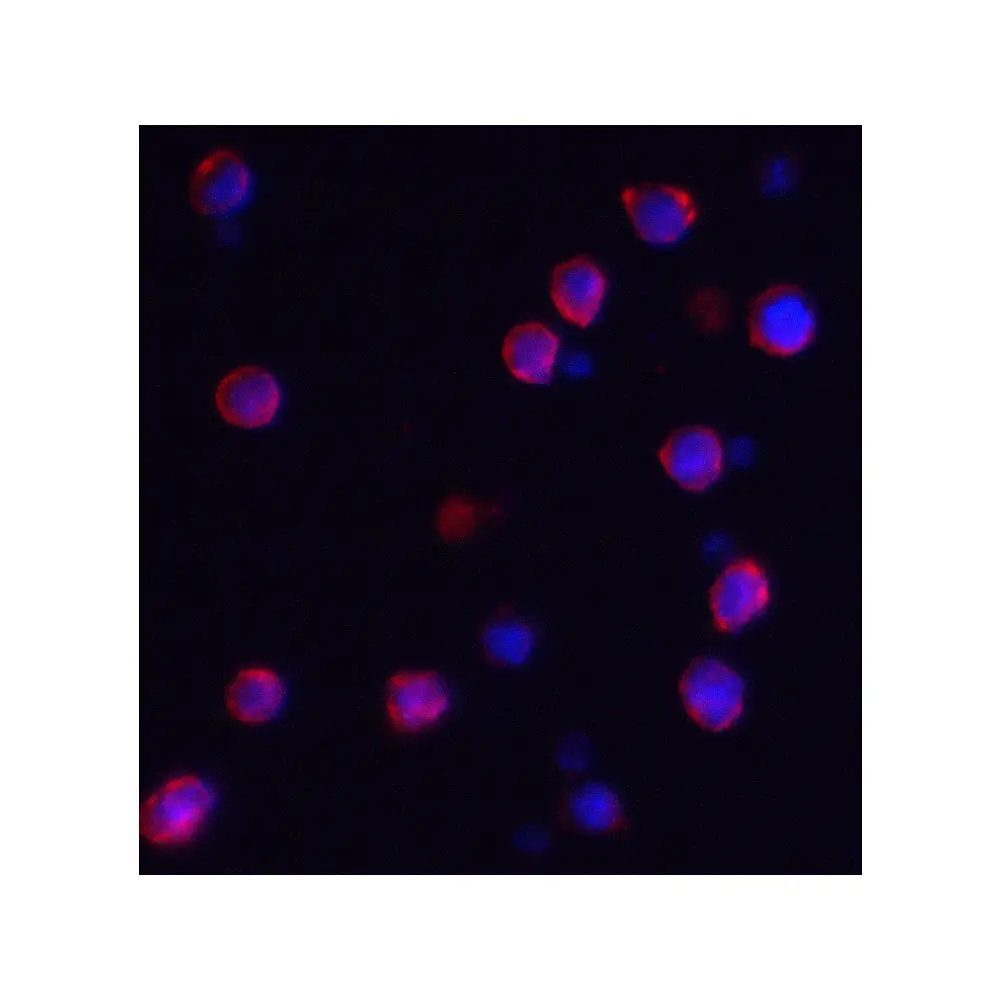 ProSci 8009_S IQSEC1 Antibody, ProSci, 0.02 mg/Unit Tertiary Image