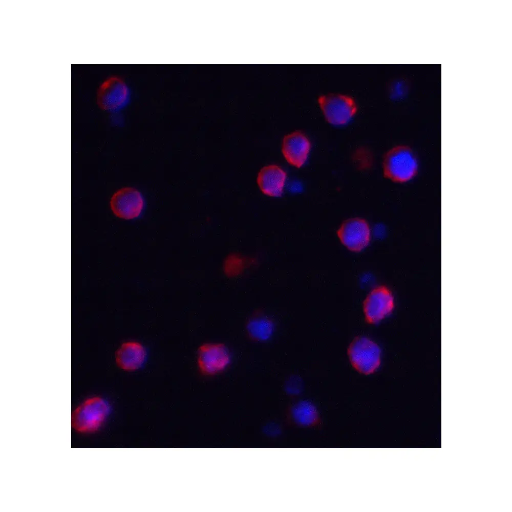 ProSci 8009 IQSEC1 Antibody, ProSci, 0.1 mg/Unit Tertiary Image