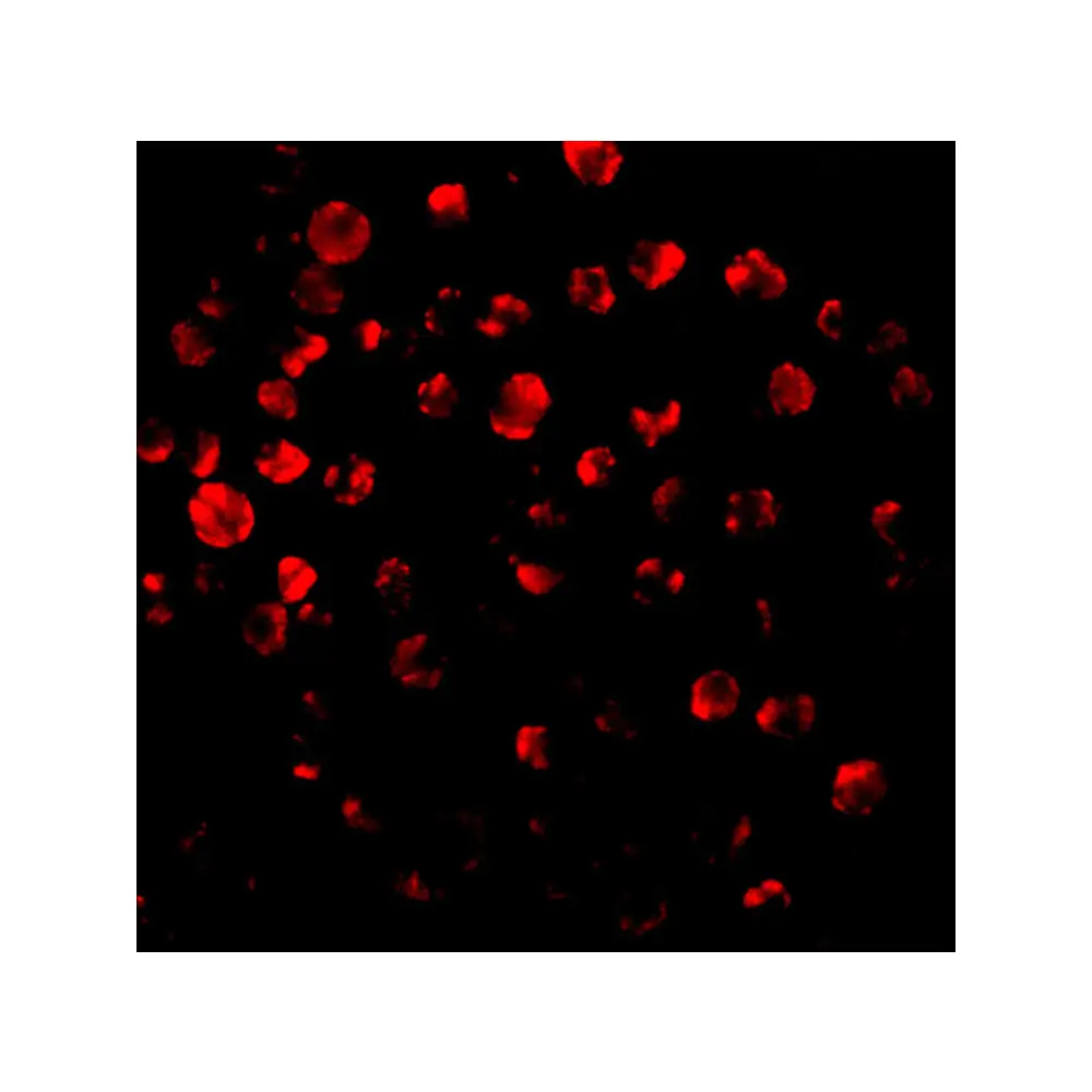 ProSci 2213_S IRAK-2 Antibody, ProSci, 0.02 mg/Unit Secondary Image