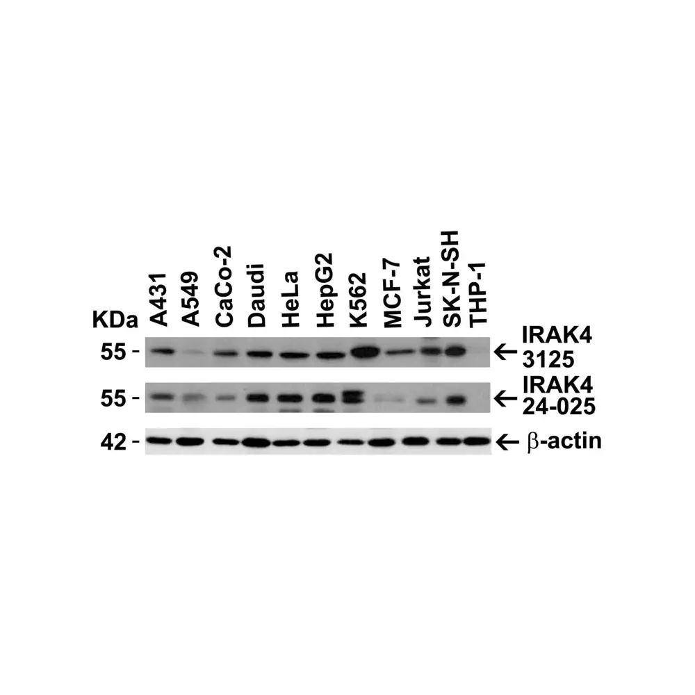 ProSci 3125_S IRAK-4 Antibody, ProSci, 0.02 mg/Unit Secondary Image
