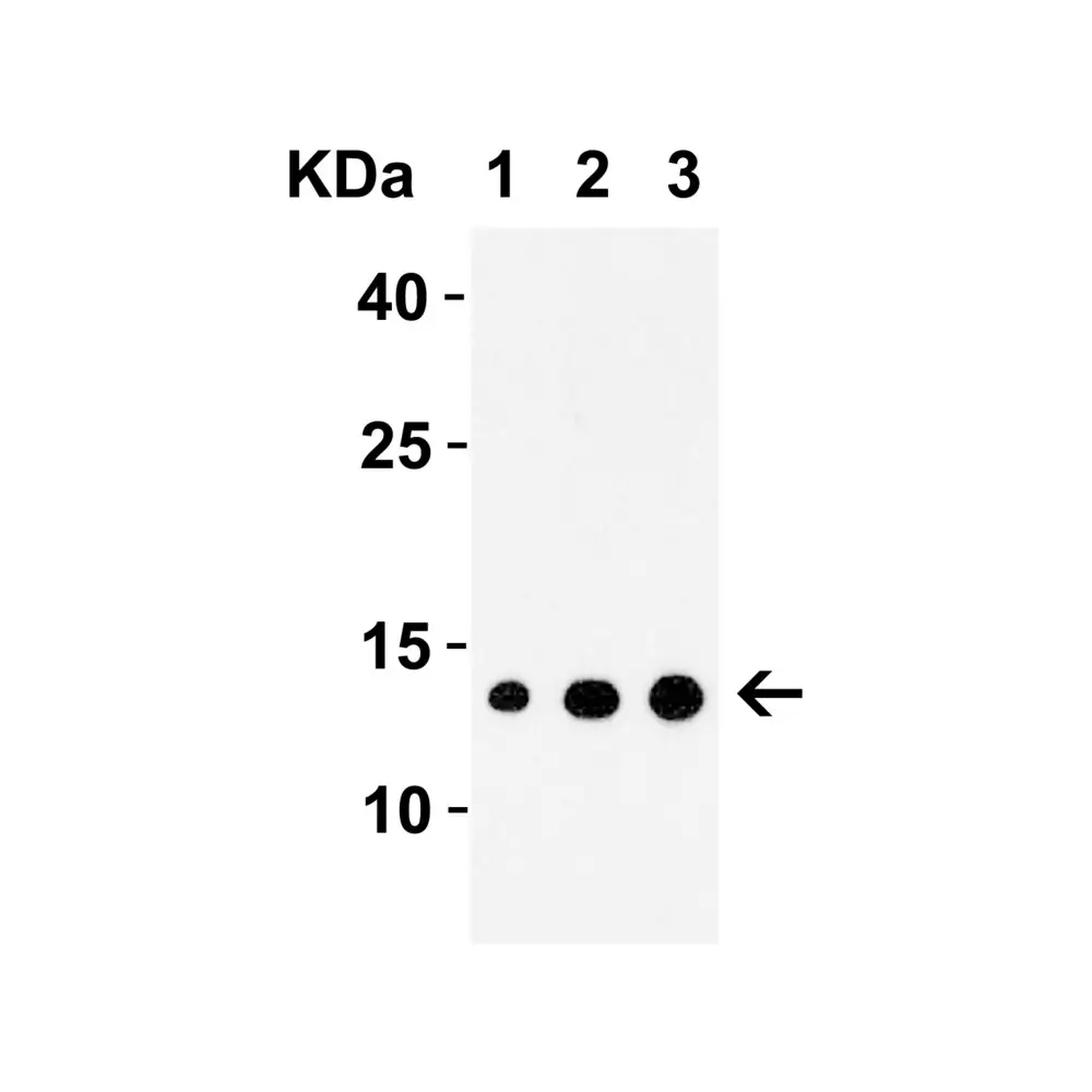 ProSci 1007_S IRAK Antibody, ProSci, 0.02 mg/Unit Tertiary Image