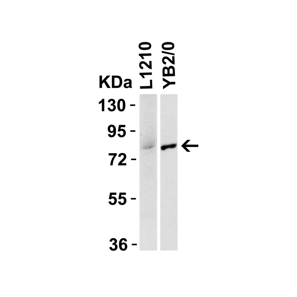ProSci 1007_S IRAK Antibody, ProSci, 0.02 mg/Unit Quaternary Image