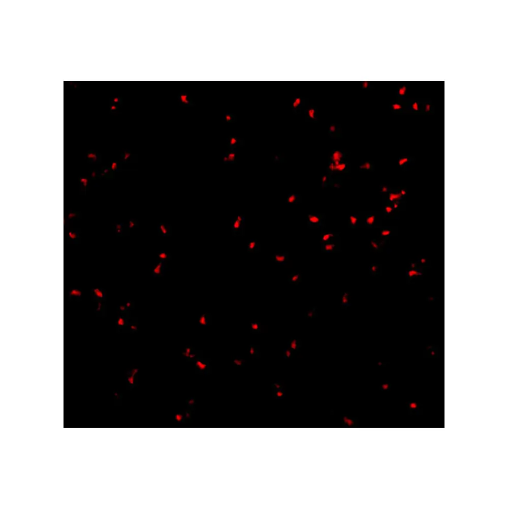 ProSci 3657 IRE1p Antibody, ProSci, 0.1 mg/Unit Tertiary Image