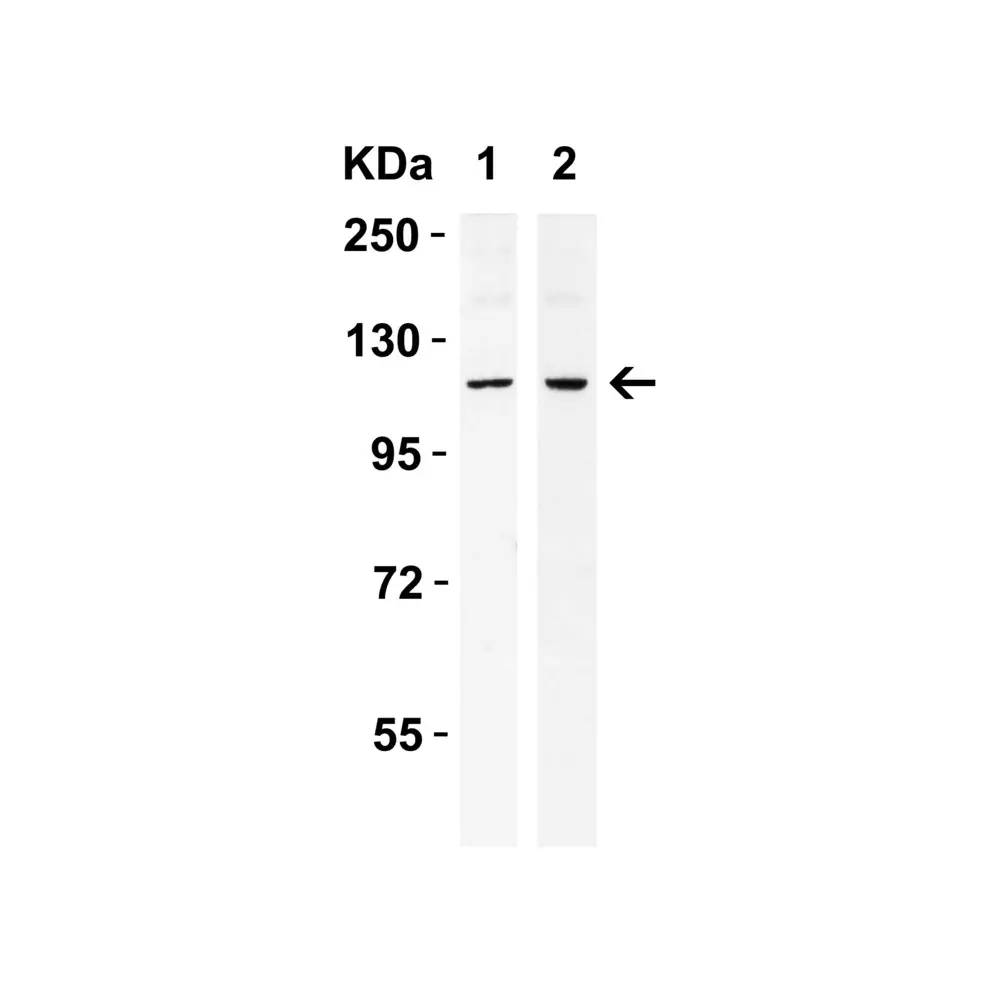 ProSci 3655_S IRE1p Antibody, ProSci, 0.02 mg/Unit Tertiary Image