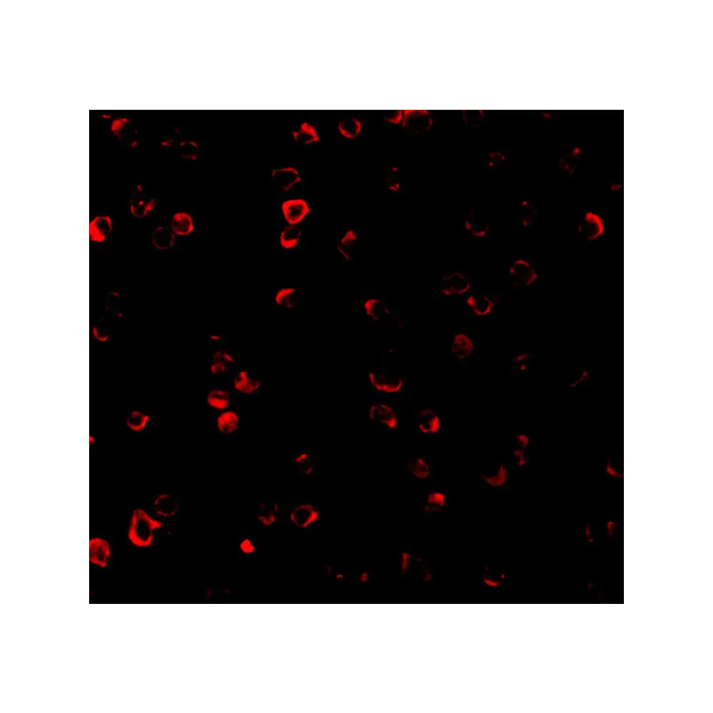 ProSci 3399 IRF3 Antibody, ProSci, 0.1 mg/Unit Tertiary Image