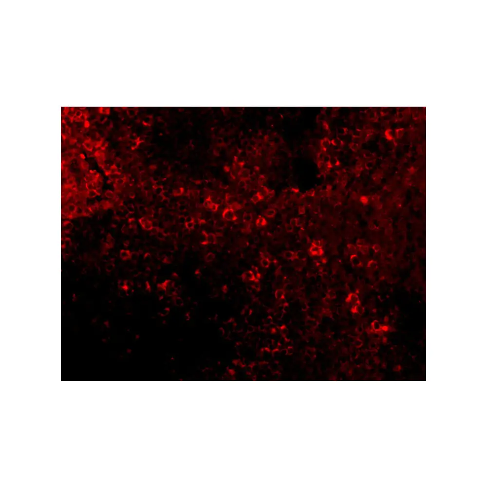 ProSci 3941 IRF7 Antibody, ProSci, 0.1 mg/Unit Tertiary Image