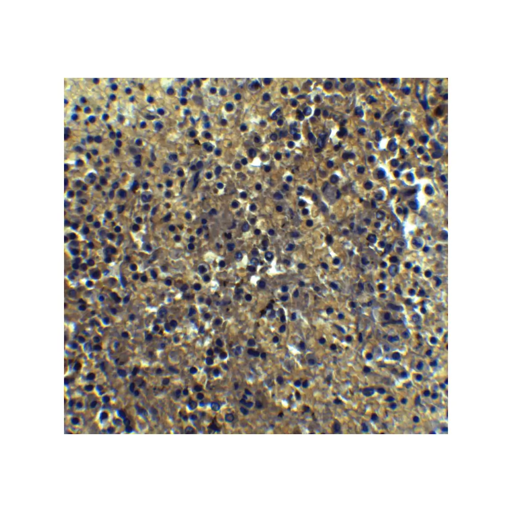 ProSci 3941 IRF7 Antibody, ProSci, 0.1 mg/Unit Quaternary Image