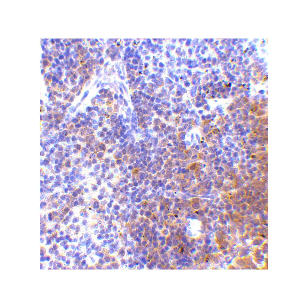 ProSci 3941 IRF7 Antibody, ProSci, 0.1 mg/Unit Secondary Image