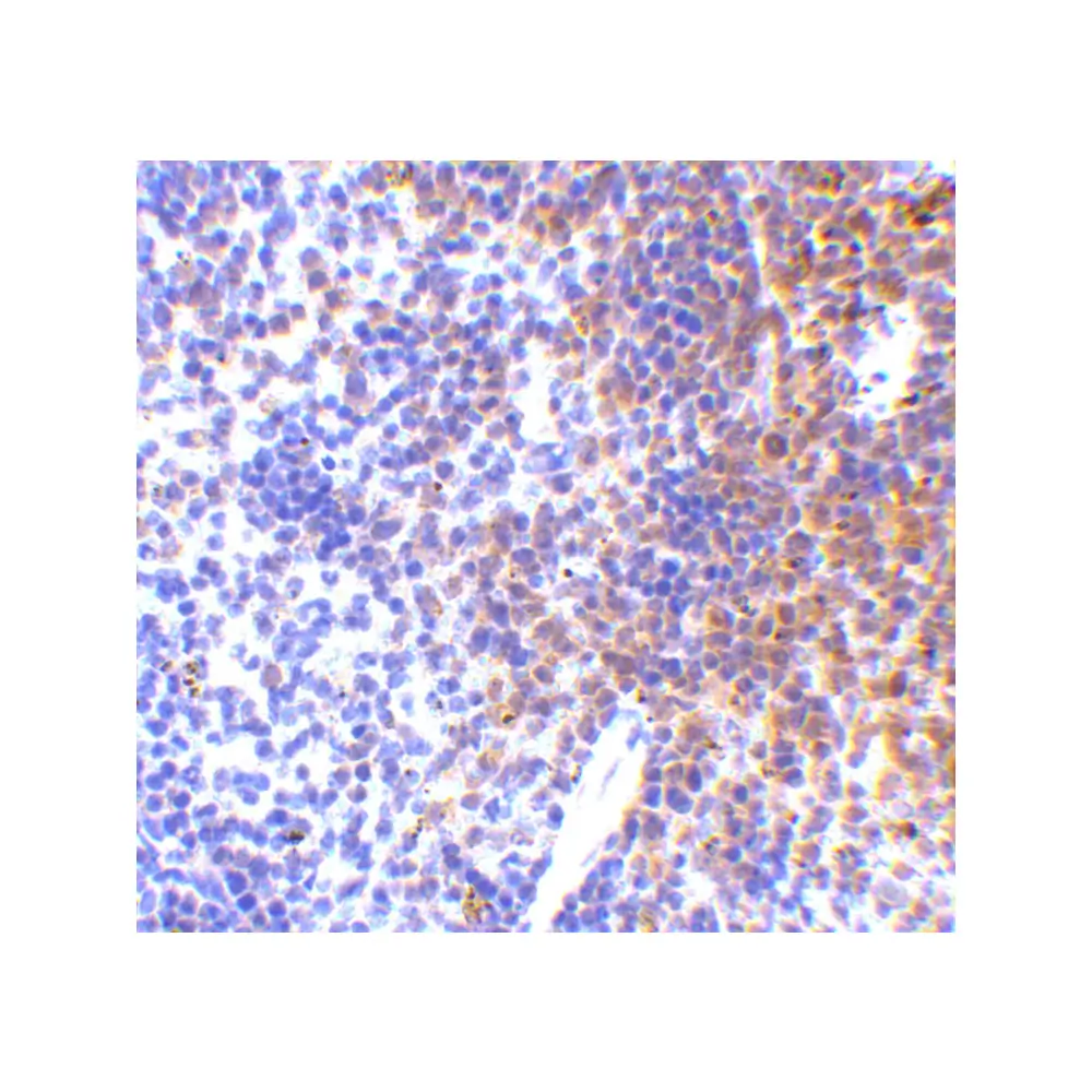 ProSci 3943 IRF7 Antibody, ProSci, 0.1 mg/Unit Secondary Image
