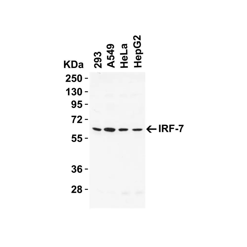 ProSci 8991 IRF7 Antibody, ProSci, 0.1 mg/Unit Secondary Image