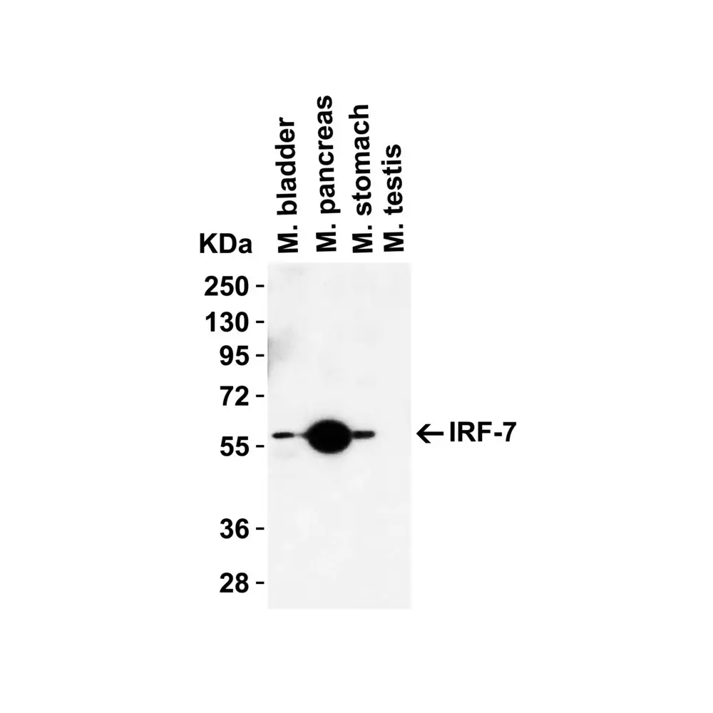 ProSci 8991 IRF7 Antibody, ProSci, 0.1 mg/Unit Quaternary Image