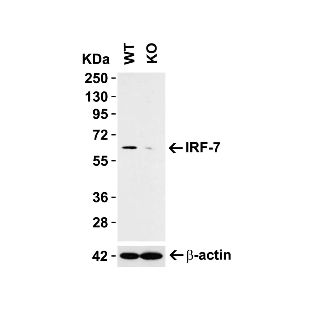 ProSci 8991 IRF7 Antibody, ProSci, 0.1 mg/Unit Primary Image