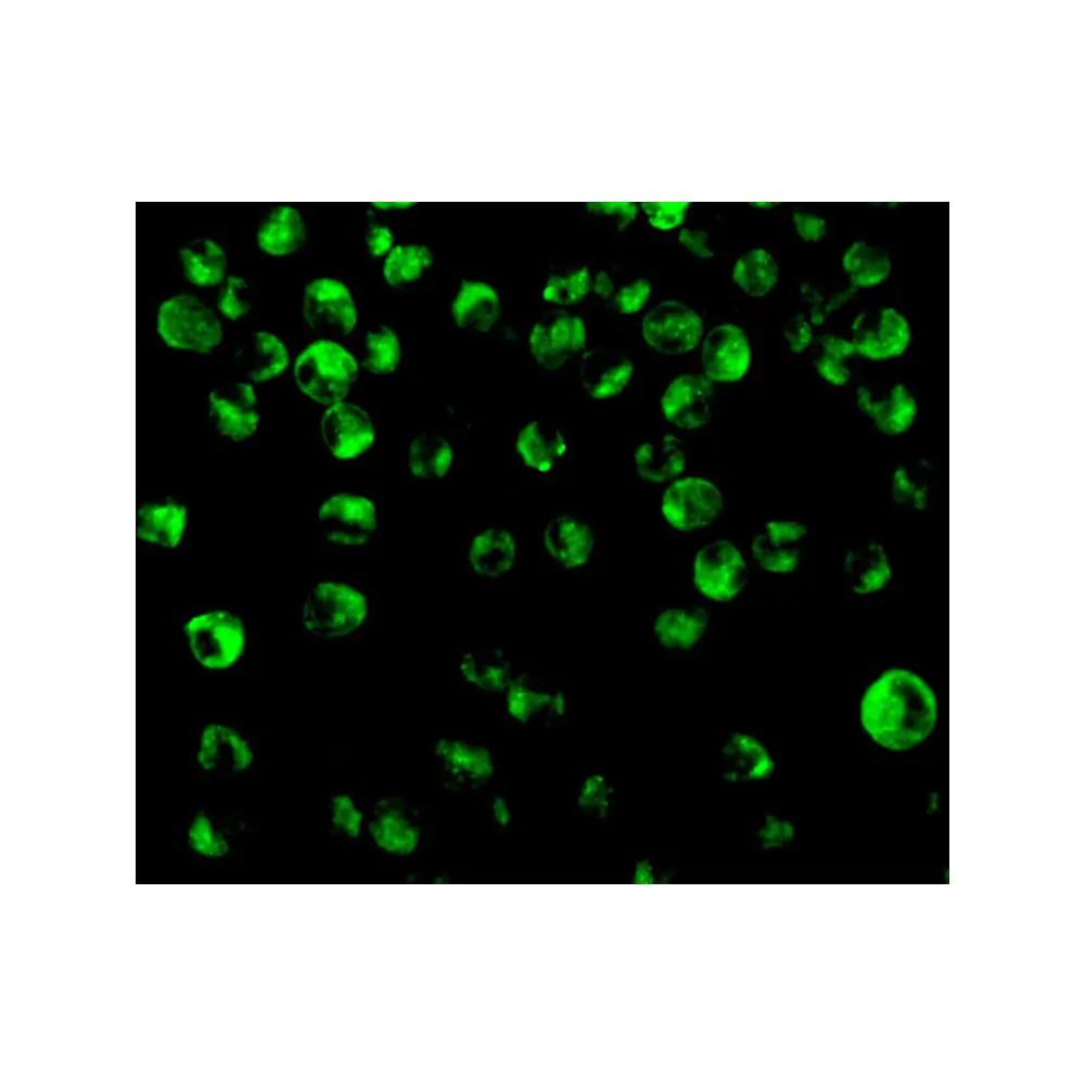 ProSci 3401_S IRF8 Antibody, ProSci, 0.02 mg/Unit Secondary Image