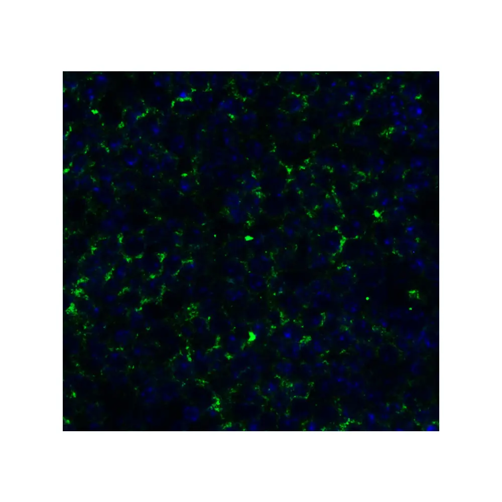 ProSci 9513 IRGB10 (NT) Antibody, ProSci, 0.1 mg/Unit Secondary Image