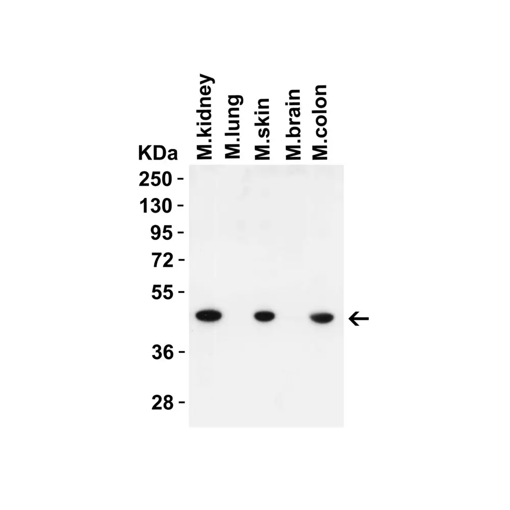 ProSci 9513_S IRGB10 (NT) Antibody, ProSci, 0.02 mg/Unit Primary Image