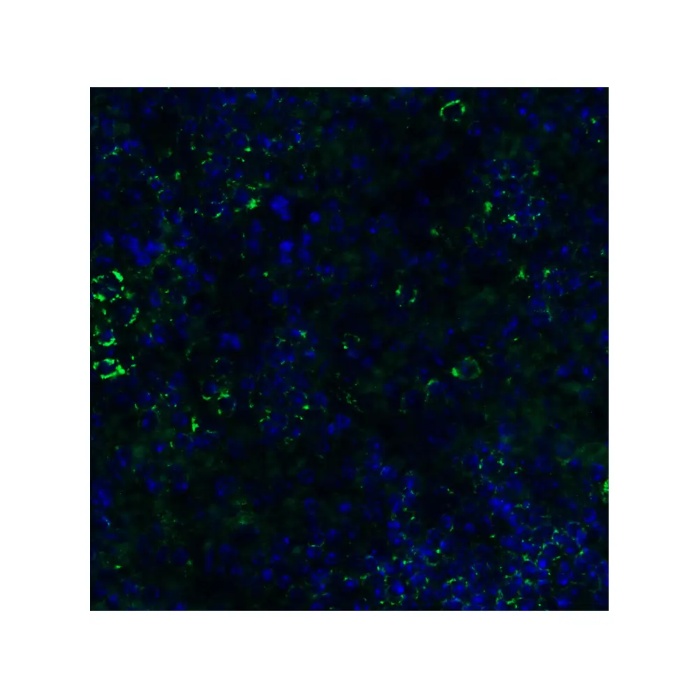 ProSci 9515 IRGB10 (CT) Antibody, ProSci, 0.1 mg/Unit Secondary Image