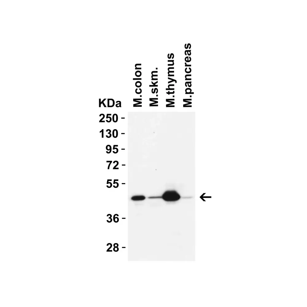 ProSci 9515 IRGB10 (CT) Antibody, ProSci, 0.1 mg/Unit Primary Image