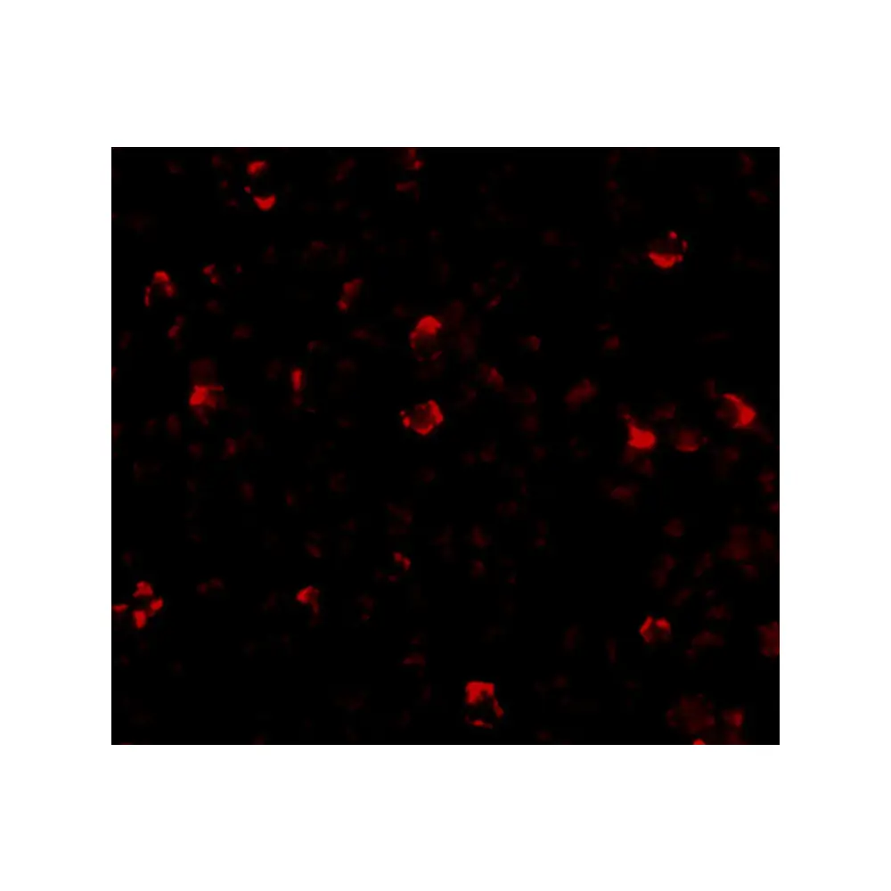 ProSci 5295_S IRGC Antibody, ProSci, 0.02 mg/Unit Tertiary Image