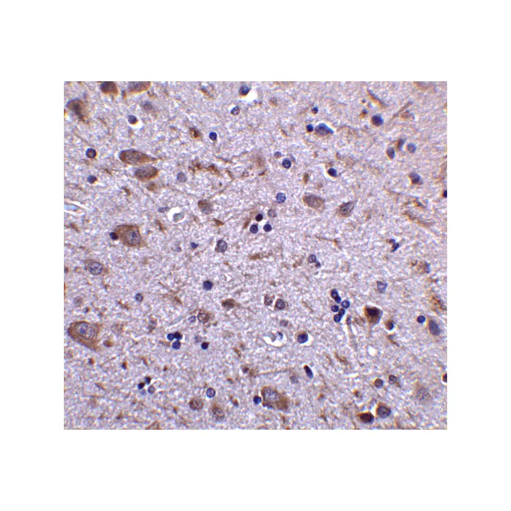 ProSci 4543_S IRGM Antibody, ProSci, 0.02 mg/Unit Secondary Image